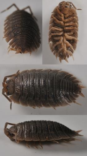 Porcellio dilatatus